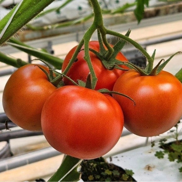 tomato